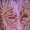 anemones series